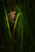 Bukacek zlutonohy - Ixobrychus sinensis - Yellow Bittern o9451